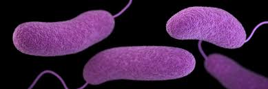 Vibrio alginolyticus